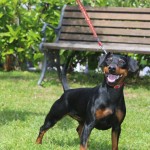 Pinscher nano Nettuno Anzio Latina