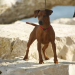 Pinscher Nano Anzio Nettuno Easy