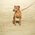 Pinscher Nano Anzio Nettuno Easy