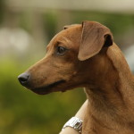 Pinscher Nano Anzio Nettuno Easy