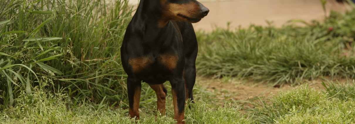 Pinscher nano Nettuno Anzio Latina