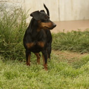 Pinscher nano Nettuno Anzio Latina