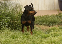 Pinscher nano Nettuno Anzio Latina