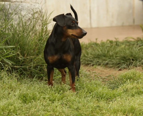 Pinscher nano Nettuno Anzio Latina