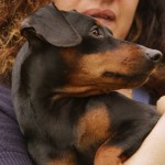 Pinscher nano Nettuno Anzio Latina