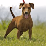 Pinscher Nano Anzio Nettuno Easy
