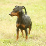 Pinscher nano Nettuno Anzio Latina
