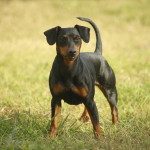 Pinscher nano Nettuno Anzio Latina
