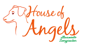 Allevamento Pinscher Lazio - House of Angels Nettuno Roma