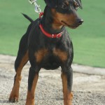 Pinscher nano Nettuno Anzio Latina