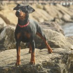Pinscher nano Nettuno Anzio Latina