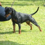 Pinscher nano Nettuno Anzio Latina