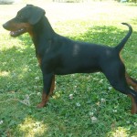 Pinscher nano Nettuno Anzio Latina