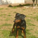 Pinscher nano Nettuno Anzio Latina