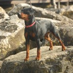 Pinscher nano Nettuno Anzio Latina