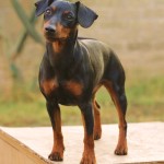 Pinscher nano Nettuno Anzio Latina