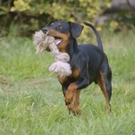 Pinscher nano Nettuno Anzio Latina