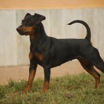 Pinscher nano Nettuno Anzio Latina