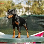 Pinscher nano Nettuno Anzio Latina