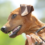 Pinscher Nano Anzio Nettuno Easy