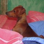 Pinscher Nano Anzio Nettuno Easy