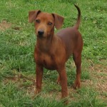 Pinscher Nano Anzio Nettuno Easy