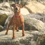 Pinscher Nano Anzio Nettuno Easy