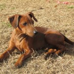 Pinscher Nano Anzio Nettuno Easy