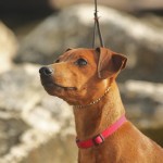 Pinscher Nano Anzio Nettuno Easy