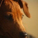 Pinscher Nano Anzio Nettuno Easy