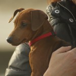 Pinscher Nano Anzio Nettuno Easy