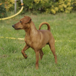 pinscher-anzio-deejay