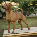 pinscher-anzio-deejay