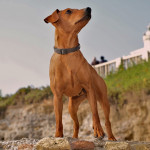 pinscher-anzio-deejay