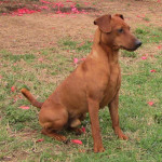 pinscher-anzio-deejay