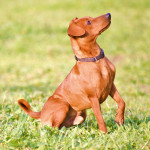 pinscher-anzio-deejay