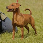 pinscher-anzio-deejay