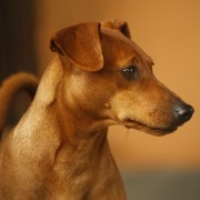 pinscher-anzio-deejay
