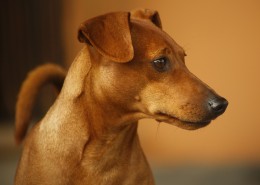 pinscher-anzio-deejay