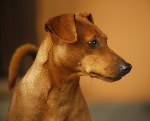 pinscher-anzio-deejay