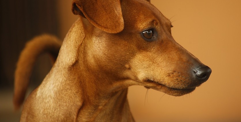 pinscher-anzio-deejay