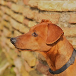 pinscher-anzio-deejay