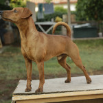 pinscher-anzio-deejay