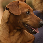 pinscher-anzio-deejay