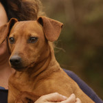 pinscher-anzio-deejay