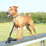 pinscher-anzio-deejay