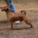 pinscher-anzio-deejay