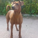 pinscher-anzio-deejay