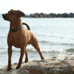 pinscher-anzio-deejay