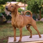 pinscher-anzio-deejay